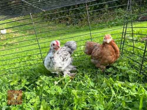 PAIR OF PEKIN BANTAM CHICKENS - BIDS PER LIFE