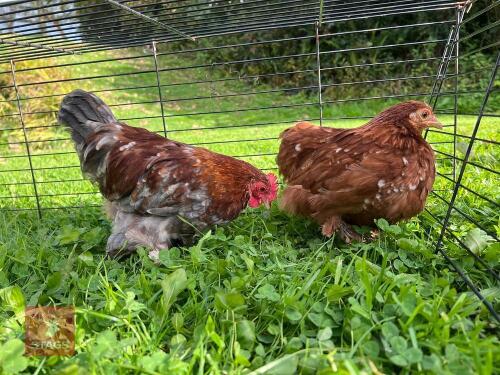 PAIR OF PEKIN BANTAM CHICKENS - BIDS PER LIFE
