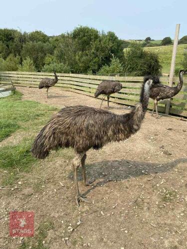 2 X 17MO EMUS - BIDS PER LIFE