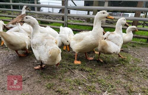 TRIO OF PUREBRED CHERRY VALLEY DUCKS - BIDS PER LIFE