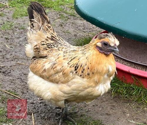 4 GOLD TOP HENS - BIDS PER LIFE
