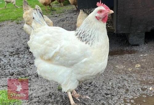 2 PUREBRED LIGHT SUSSEX HENS - BIDS PER LIFE