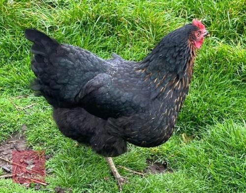 1 PUREBRED RHODE ROCK HEN