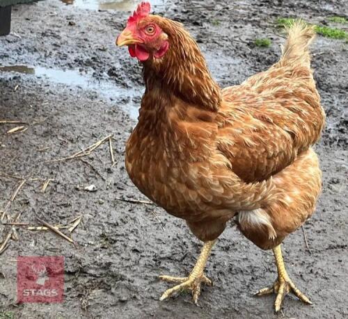 7 PUREBRED RED LAYING HENS - BIDS PER LIFE