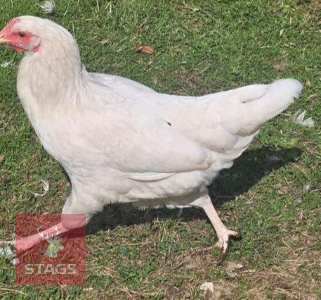 PUREBRED WHITE/SPLASH POL HEN