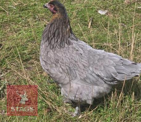PUREBRED BLUEBELL POL HEN