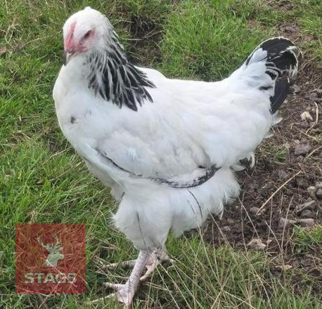PUREBRED LIGHT SUSSEX POL HEN