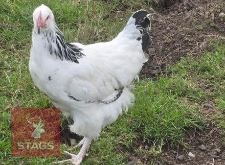 PUREBRED LIGHT SUSSEX POL HEN