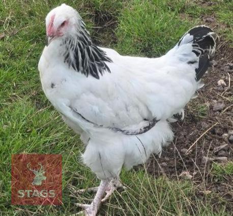 PUREBRED LIGHT SUSSEX POL HEN
