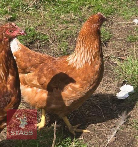 PUREBRED LOHMANN BROWN POL HEN