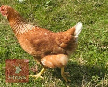 PUREBRED LOHMANN BROWN POL HEN