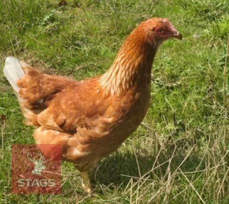 PUREBRED LOHMANN BROWN POL HEN
