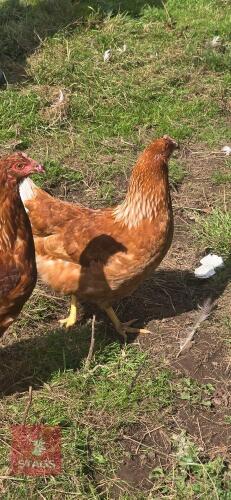 4 PUREBRED LOHMANN BROWN POL HENS - BIDS PER LIFE