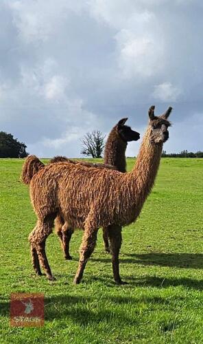 3YO MALE LLAMA