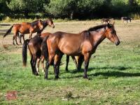 3YO NEW FOREST X TRAKNER GELDING