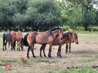 3YO NEW FOREST X TRAKNER GELDING - 2
