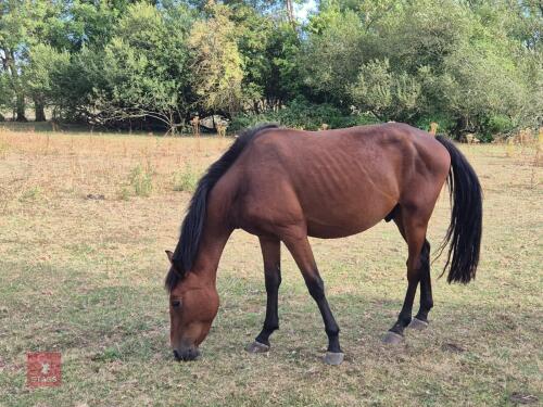 3YO NEW FOREST X GELDING