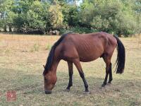 3YO NEW FOREST X GELDING
