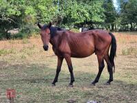 3YO NEW FOREST X GELDING - 2