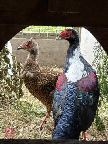 PAIR OF SWINHOE PHEASANTS - BIDS PER LIFE