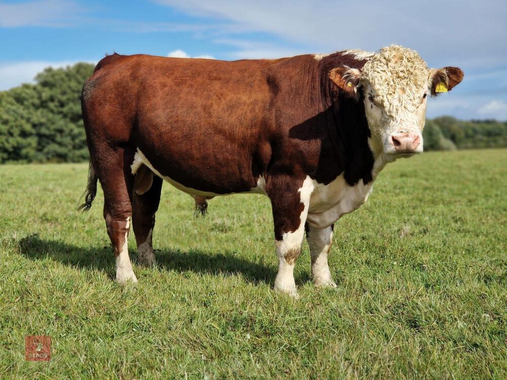 2YO PEDIGREE HEREFORD BULL