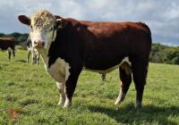 2YO PEDIGREE HEREFORD BULL - 2