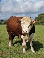 2YO PEDIGREE HEREFORD BULL - 3