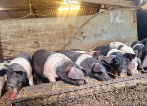 5 BRITISH SADDLEBACK WEANER GILTS - BIDS PER LIFE
