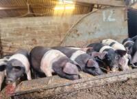 5 BRITISH SADDLEBACK WEANER GILTS - BIDS PER LIFE
