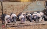 5 BRITISH SADDLEBACK WEANER GILTS - BIDS PER LIFE - 2