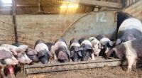 5 BRITISH SADDLEBACK WEANER GILTS - BIDS PER LIFE - 3