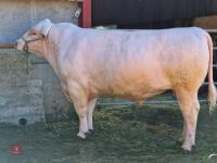 2YO PEDIGREE BEEF SHORTHORN BULL - 2