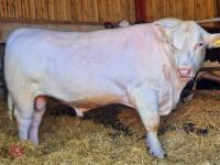 2YO PEDIGREE BEEF SHORTHORN BULL - 3