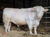 2YO PEDIGREE BEEF SHORTHORN BULL - 5