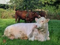 2YO PEDIGREE BEEF SHORTHORN BULL - 6