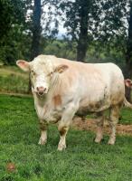 2YO PEDIGREE BEEF SHORTHORN BULL - 7