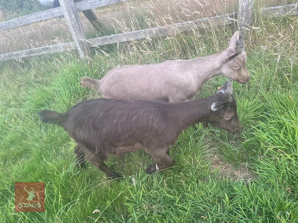 5MO GOLDEN GUERNSEY X WETHER GOATS - BIDS PER LIFE