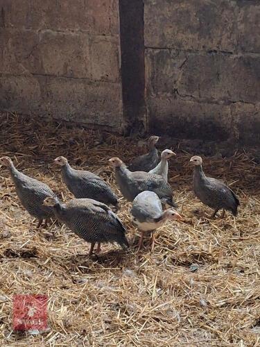 8 GUINEA FOWL KEETS - BIDS PER LIFE