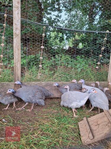 6 GUINEA FOWL KEETS - BIDS PER LIFE