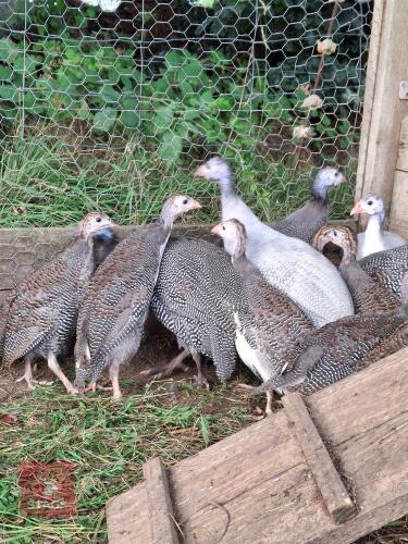 6 GUINEA FOWL KEETS - BIDS PER LIFE