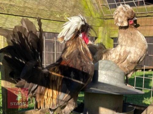 2 WHITE CRESTED BLUE POLISH BANTAMS - BIDS PER LIFE
