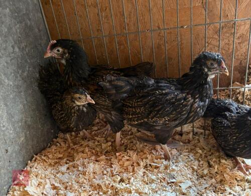 QUARTET GOLD LACED BARNVELDERS - BIDS PER LIFE
