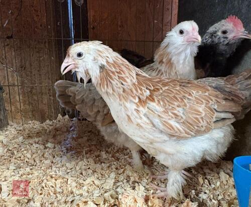 TRIO OF SALMON FAVEROLLE BANTAMS - BIDS PER LIFE