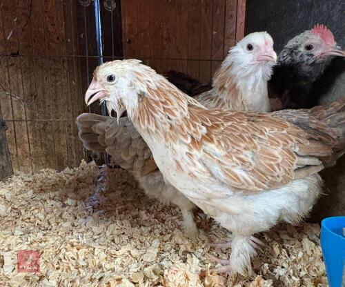 TRIO OF SALMON FAVEROLLE BANTAMS - BIDS PER LIFE