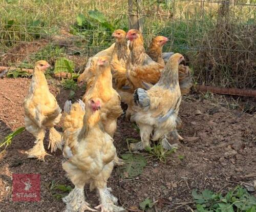 PAIR OF BLUE BUFF BRAHMA CHICKENS - BIDS PER LIFE
