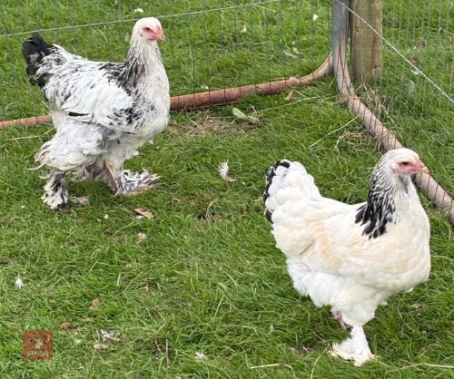PAIR OF LIGHT BRAHMA CHICKENS - BIDS PER LIFE