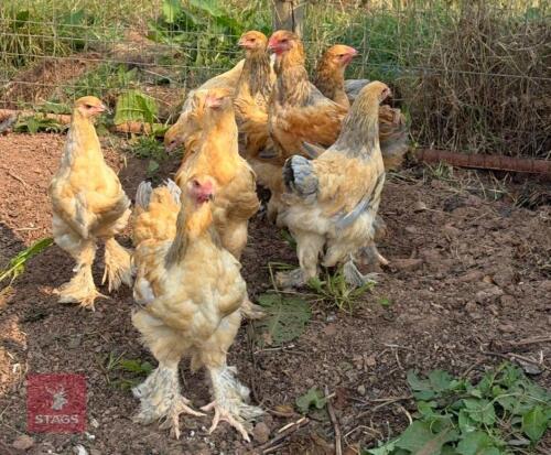 PAIR OF BLUE BUFF BRAHMA CHICKENS - BIDS PER LIFE