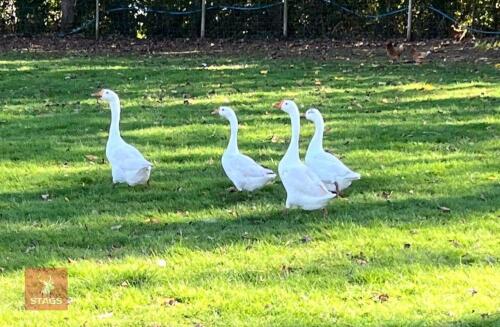 5 UNSEXED WHITE CHINESE GEESE - BIDS PER LIFE