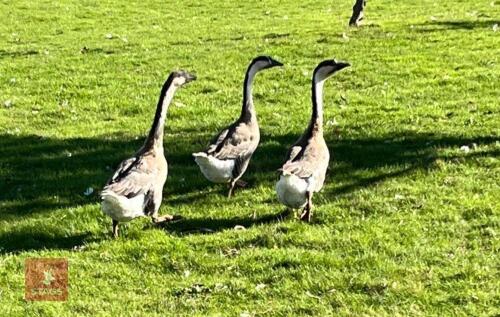 3 UNSEXED BROWN CHINESE GEESE - BIDS PER LIFE