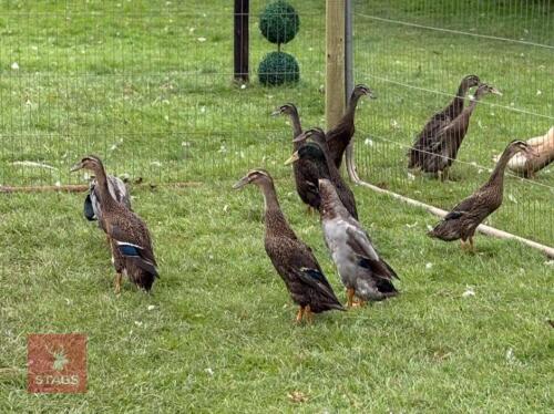 TRIO OF MALLARD INDIAN RUNNER DUCKS - BIDS PER LIFE